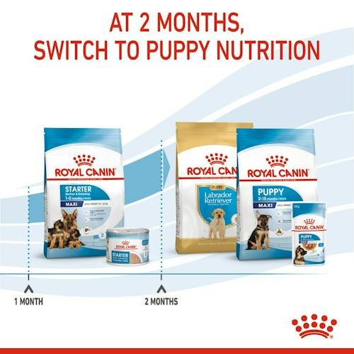 Royal Canin Starter Dry Food for Maxi Breed Mother and Baby Dogs 4 kg