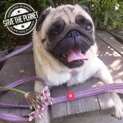 WAUDOG Dog Wau Dog Large to XL Purple Leash 150 in 2.5cm