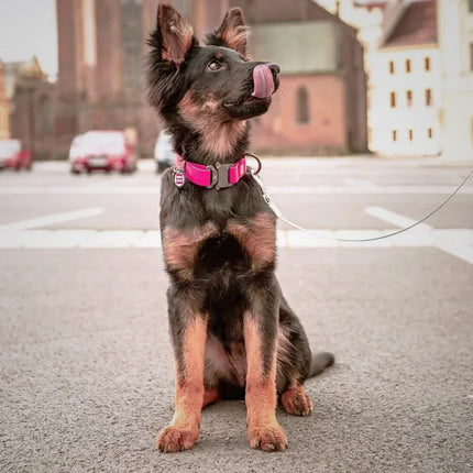 WAUDOG Dog WauDog Large pink Waterproof Collar with ID Tag and Metal Buckle 31 to 49 in 2.5cm