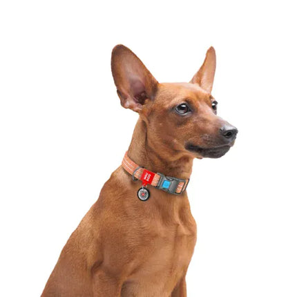 WAUDOG Dog WAUDOG Re-cotton Dog Collar with QR Passport Reflective Orange 33-49 cm 25 mm