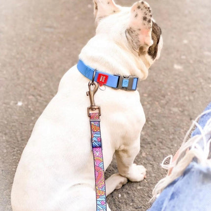 WAUDOG Dog WAUDOG Waterproof Dog Collar Plastic Size L 25 mm 31-49 cm Blue