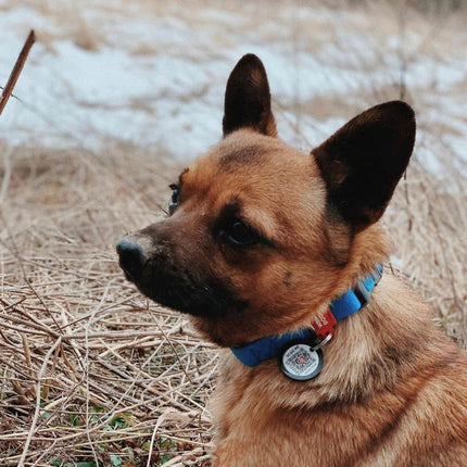 WAUDOG Dog WAUDOG Waterproof Dog Collar Plastic Size L 25 mm 31-49 cm Blue