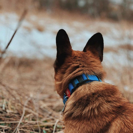 WAUDOG Dog WAUDOG Waterproof Dog Collar Plastic Size L 25 mm 31-49 cm Blue