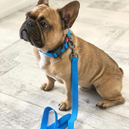 WAUDOG Dog WAUDOG Waterproof Dog Collar Plastic Size L 25 mm 31-49 cm Blue