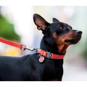 WAUDOG Dog WAUDOG Waterproof Dog Collar with QR Passport  Menthol 24-40 cm 20 mm Size M