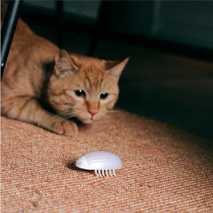 Ziggy Pupps Cat Cat toy chasing beetle inspiring the hunting instinct