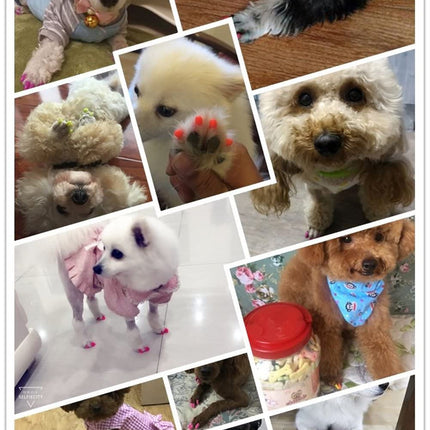 Ziggy Pupps Dog and cat Soft Cat Nail Caps Silicone Claw Covers with Adhesive Glue Size XS Weight 0.5 to 2.5 Kg