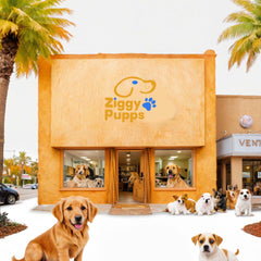 Ziggy Pupps Grooming Beverly Hills