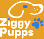 ziggy pupps